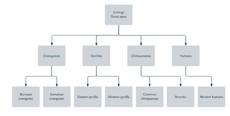 Hierarchical database model